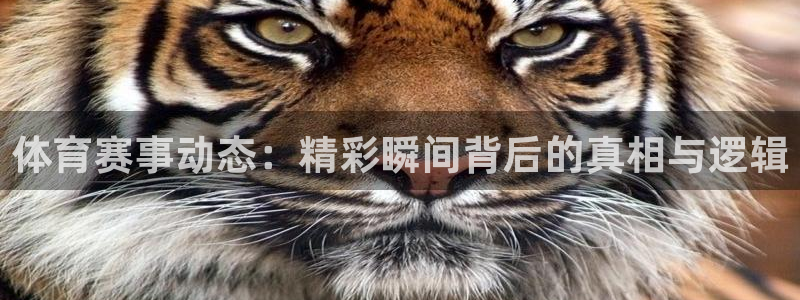 杏宇体育和杏耀是哪个公司的：体育赛事动态：精彩瞬间背后的真相与逻辑